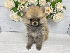 Mix(父ポメラニアン×母チワワ)￥317,900(税込)→8/23まで￥284,900(税込)
