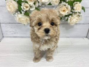 Mix（父マルチーズ×母トイプードル）￥317,900(税込)→8/23まで￥284,900(税込)