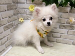 ②ポメラニアン　￥140,800(税込)