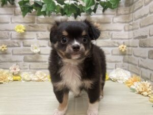 ③チワワ(ロング)　￥217,800(税込)