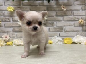 ⑥Mix(ポメラニアン×チワワ)　￥250,800(税込)