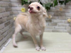 ①チワワ(ロング)　9/23まで総額￥150,000(税込)　※フィラリア代別途かかります
