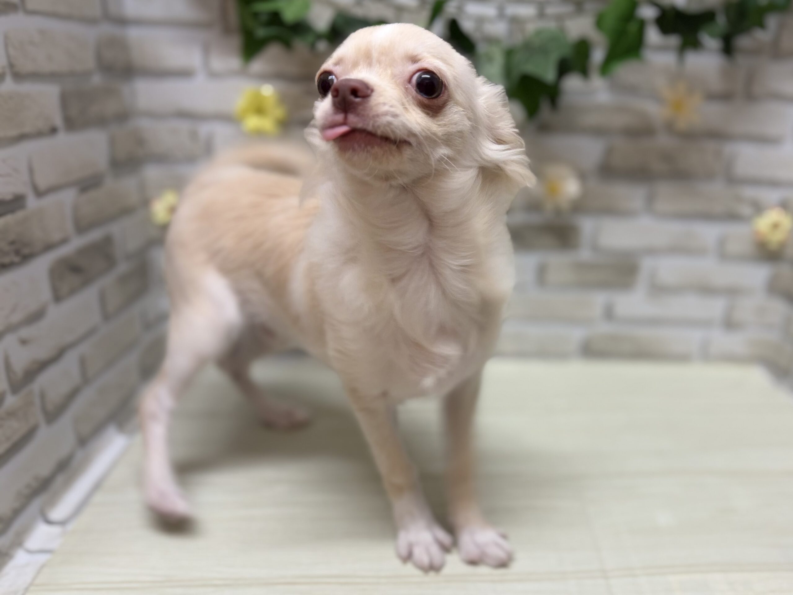 ①チワワ(ロング)