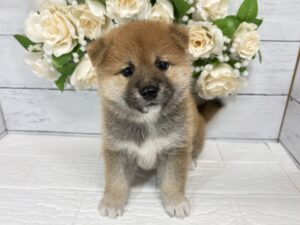 柴犬¥218,900(税込)→8/23まで￥185,900(税込)