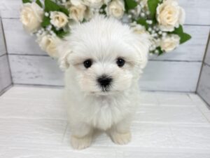マルチーズ￥284,900(税込)