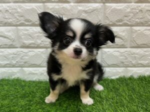 チワワ￥185,900(税込)→8/23まで￥152,900(税込)