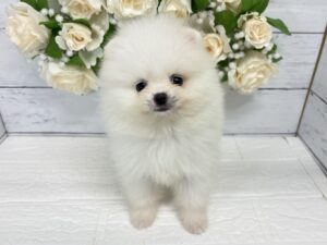 ポメラニアン￥394,900(税込)→8/23まで￥361,900(税込)