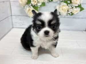 チワワ￥284,900(税込)