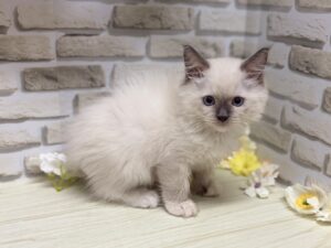 ラグドール　￥239,800(税込)→8/23まで3万円引き