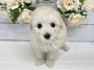 トイプードル￥262,900(税込)→8/23まで￥229,900(税込)