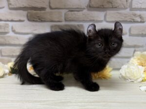 アメリカンカール　￥206,800(税込)→8/23まで3万円引き