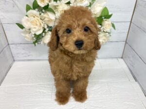 トイプードル￥207,900(税込)→8/23まで￥174,900