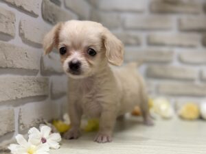 ②Mix(チワワ×ミニチュアダックスフンド)　￥239,800(税込)→8/23まで３万円引き