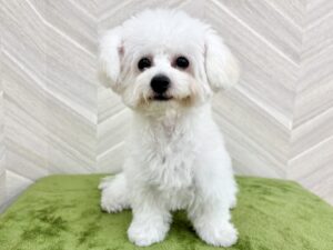 ビションフリーゼ ￥251,900(税込)