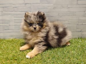 ポメラニアン￥361,900(税込)→9/23迄￥317,900(税込)
