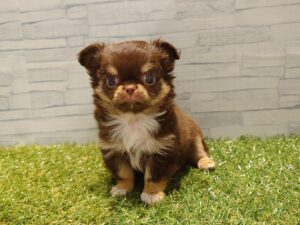 ②チワワ（ロング）￥394,900(税込)→9/23迄￥361,900(税込)