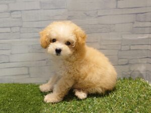 ④トイプードル￥262,900(税込)→9/23迄￥207,900(税込)