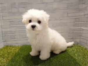 ②マルチーズ　￥185,900(税込)→9/23迄￥152,900(税込)