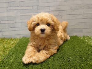 Mix(父マルチーズ×母トイプードル)￥328,900(税込)→9/23迄￥295,900(税込)