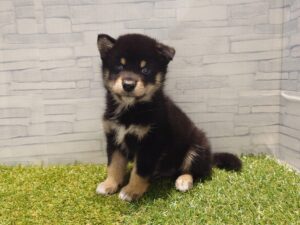 柴犬￥262,900(税込)→9/27迄￥229,900(税込)
