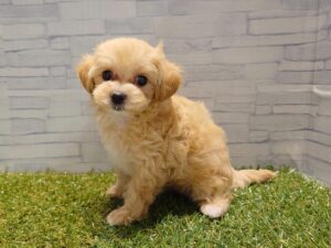 Mix（父トイプードル×母マルチーズ）￥295,900(税込)9/27迄→￥240,900(税込)
