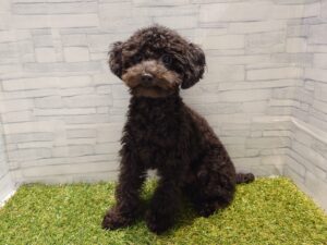 ②トイプードル　￥97,900(税込)