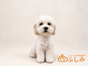 ⑧Mix(ペキニーズ×トイプードル)　￥96,800(税込)