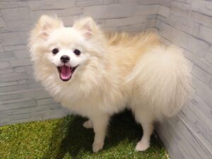 ポメラニアン　安心パック代等込みで￥132,000（税込）
