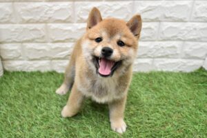 柴犬￥185,900(税込)→9/23(水)まで￥152,900(税込)