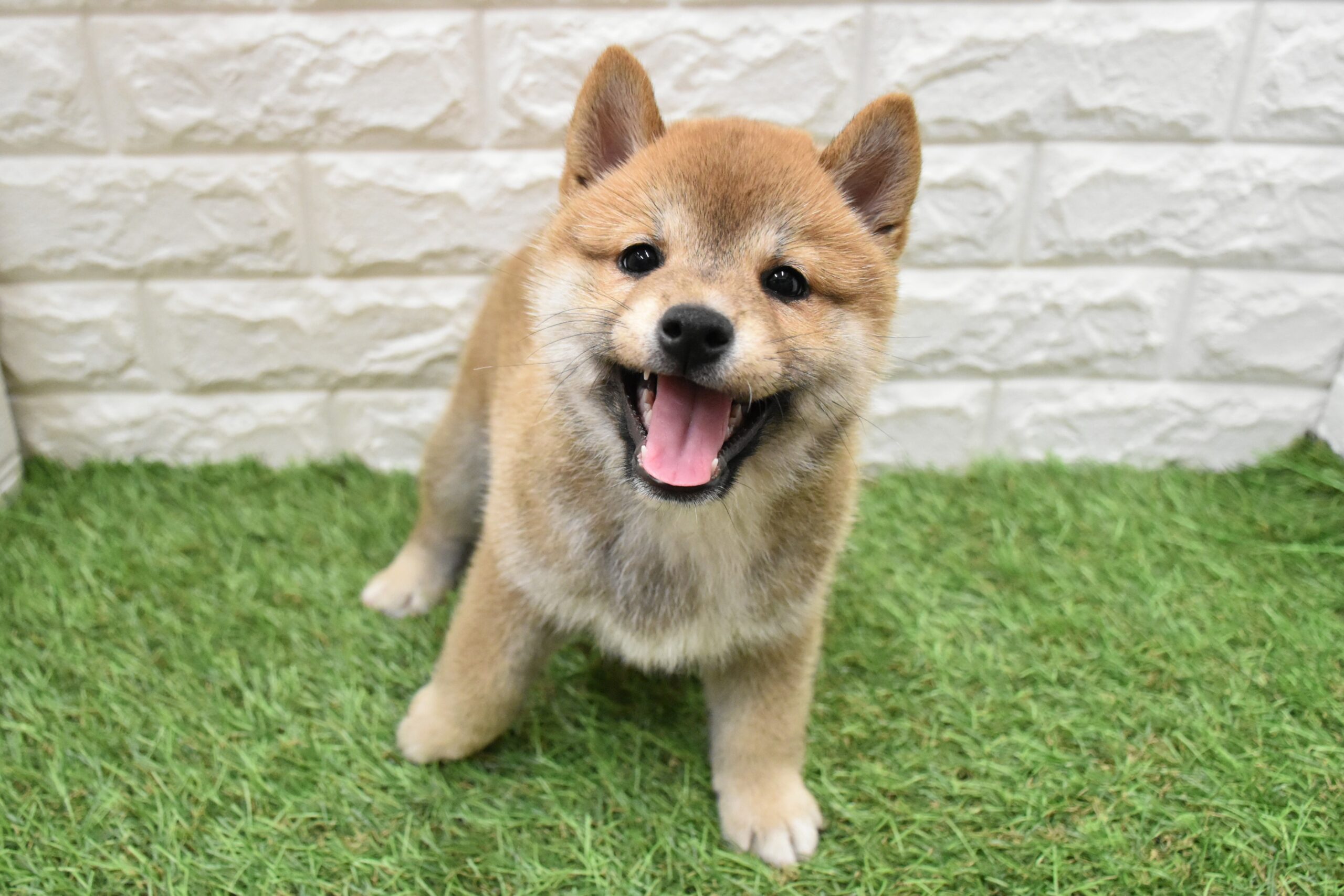 柴犬