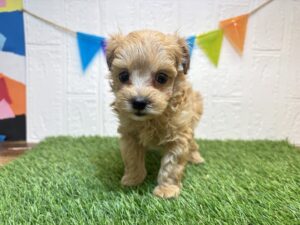 ⑥Mix（父トイプードル×母マルチーズ）￥295,900(税込)9/21まで→￥262,900(税込)