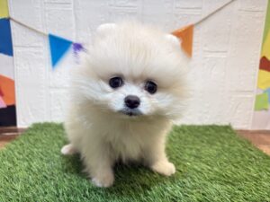 ③ポメラニアン￥361,900(税込)9/21まで→￥328,900(税込)