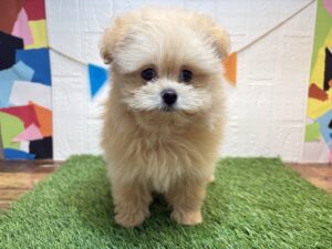⑨Mix（父ポメラニアン×母トイプードル）￥262,900(税込)9/21まで→￥207,900(税込)