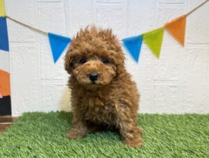 ⑦トイプードル￥207,900(税込)10/5まで→￥152,900(税込)