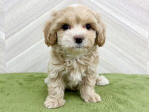 Mix（マルチーズ×トイプードル）¥229,900(税込）