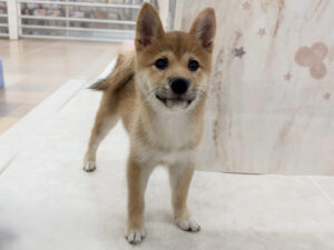 柴犬¥141,900(税込)→10/25まで￥97,900(税込)