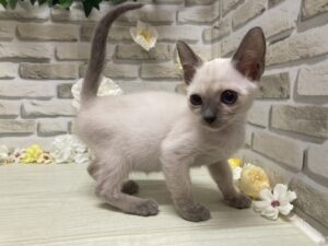 ⑥トンキニーズ　￥294,800(税込)→9/23まで3万円引き