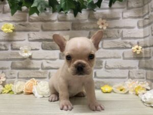①フレンチブルドッグ　￥382,800(税込)→9/23まで2万円引き