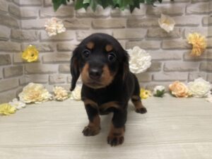 ミニチュアダックスフンド(ロング)　￥239,800(税込)→9/23まで２万円引き