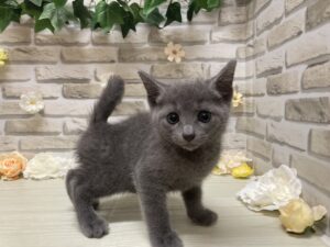 ④ロシアンブルー　￥217,800(税込)→9/23まで2万円引き