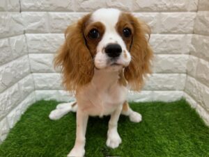 キャバリアキングチャールズスパニエル ￥185,900(税込)→9/23迄￥141,900(税込)