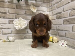 ミニチュアダックスフンド(ロング)　￥239,800(税込)→9/23まで２万円引き