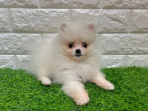 ポメラニアン ￥262,900(税込) → 9/23迄￥229,900(税込)