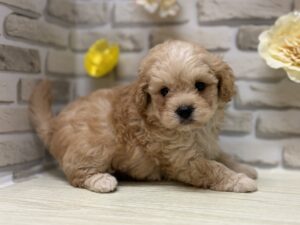 Mix(トイプードル×マルチーズ)　￥217,800(税込)→9/23まで3万円引き