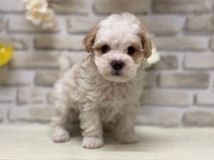Mix(トイプードル×マルチーズ)　￥239,800(税込)→9/23まで3万円引き
