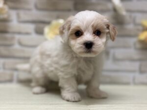 Mix(トイプードル×マルチーズ)　￥228,800(税込)→9/23まで3万円引き