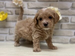 Mix(マルチーズ×トイプードル) ￥217,800((税込)→9/23まで３万円引き