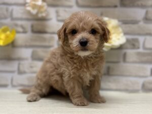 Mix(マルチーズ×トイプードル)　￥217,800(税込)→9/23まで３万円引き