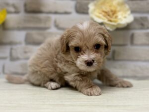 Mix(マルチーズ×トイプードル)　￥228,800(税込)→9/23まで３万円引き