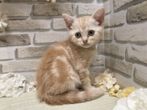 スコティッシュフォールド(立耳)　￥195,800(税込)→9/23まで2万円引き